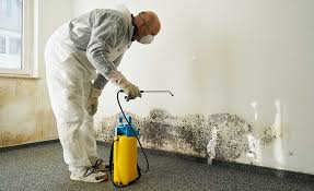 Best Mold Odor Removal Services in USA